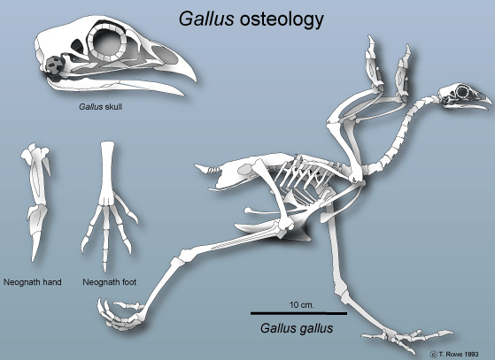 Chicken Skeleton - Daily Blog Zone