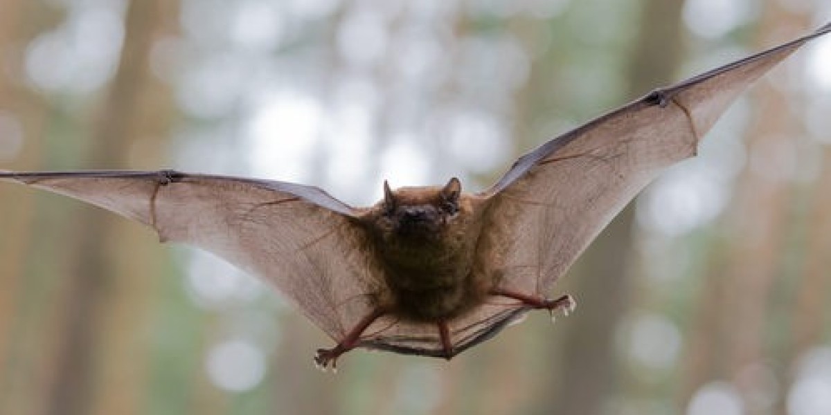 Expert Advice: Choosing the Best Bat Removal Services in Houston