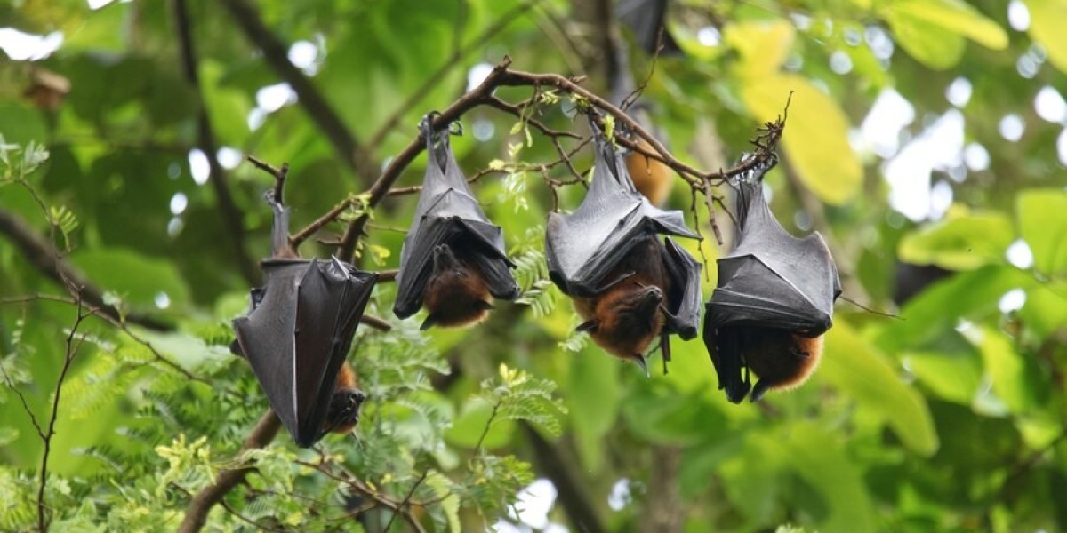 Top 10 Signs You Need Bat Removal Immediately