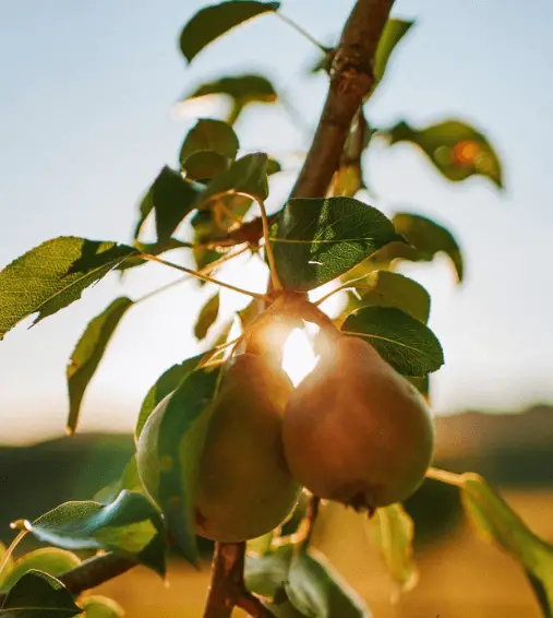 Can Horses Eat Pears: A Nutritious Delight - Equestrian Blogging