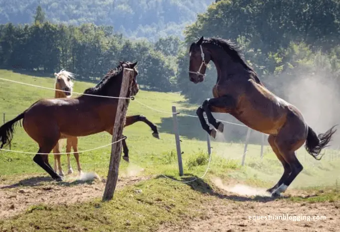 Horse Humping: Understanding Equine Mating Behaviors - Equestrian Blogging