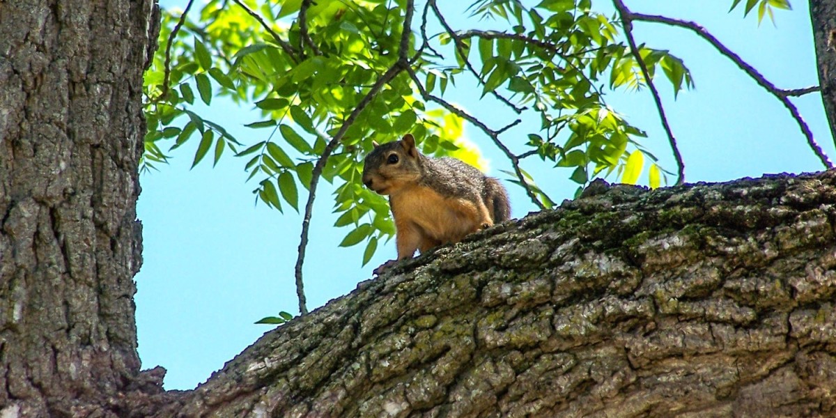 Is squirrel hunting allowed year-long in Ontario, Canada?