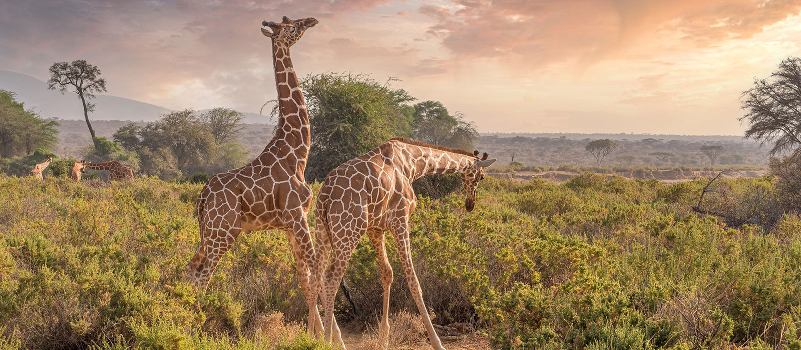 Maasai Mara Safari Packages- Unforgettable Wildlife Adventures