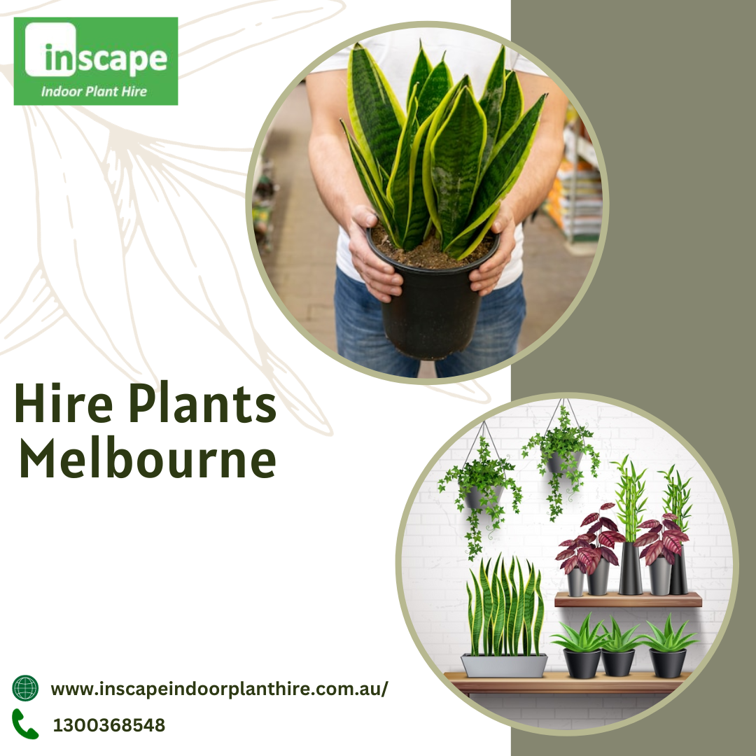 Transform Your Space with Melbourne Indoor Plants — Available for Hire! | by Inscape Indoor Plant Hire | Nov, 2024 | Medium