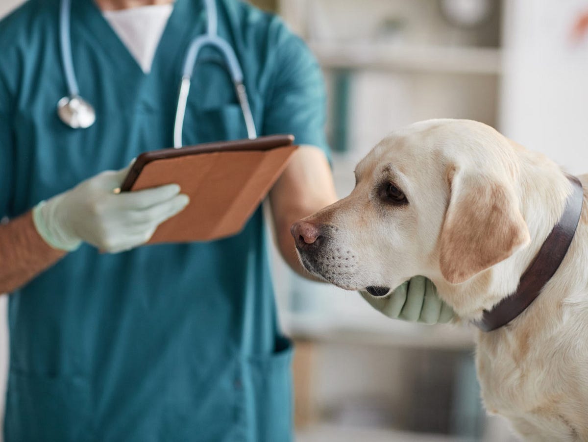 Emergency Vet Care in Calgary: What to Do When Your Pet Needs Help | by Silverado Veterinary Hospital | Oct, 2024 | Medium