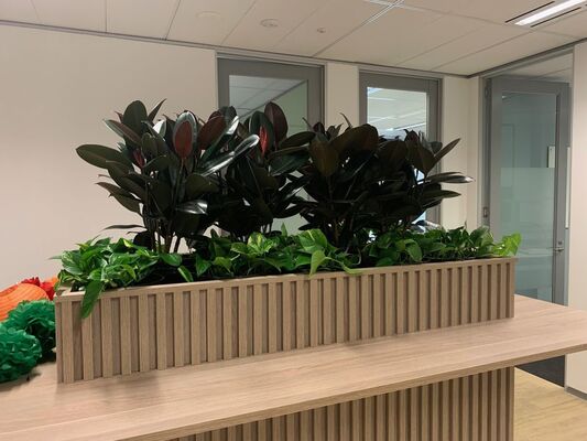 Enhance Your Office Ambience with Corporate Plant Hire in Melbourne - Business to Business Blog Article By Luwasa Indoor Plant Hire