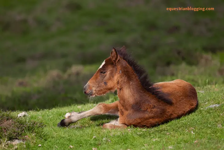 Do Horses Sleep With Their Eyes Open: Unveiling the Mystery - Equestrian Blogging