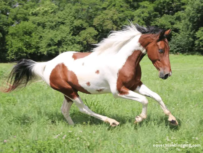 Chestnut Flaxen: Unveiling the Enigmatic Coloration - Equestrian Blogging