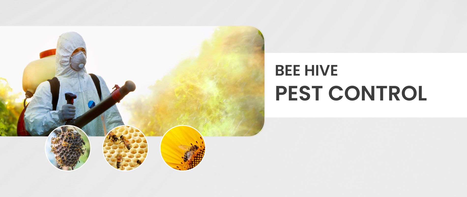 Bee Removal & Beehive Control Services in USA | Pest Team