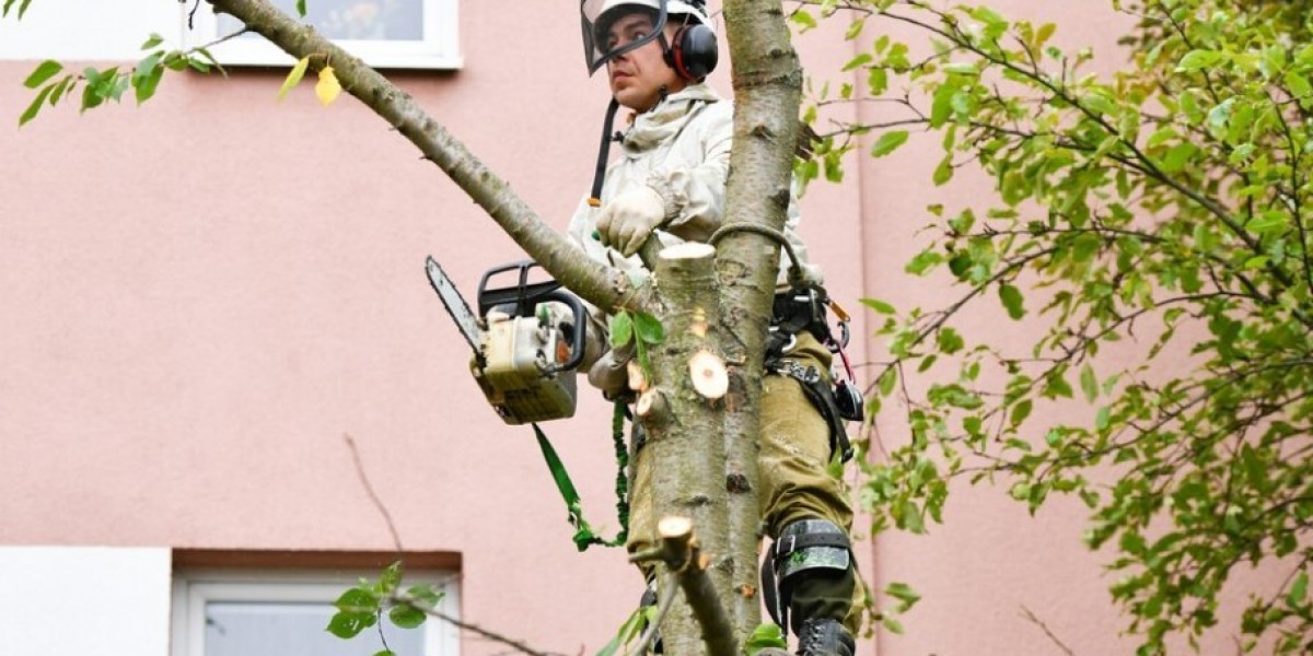 When is the Best Time of the Year to Trim Trees in Sacramento?