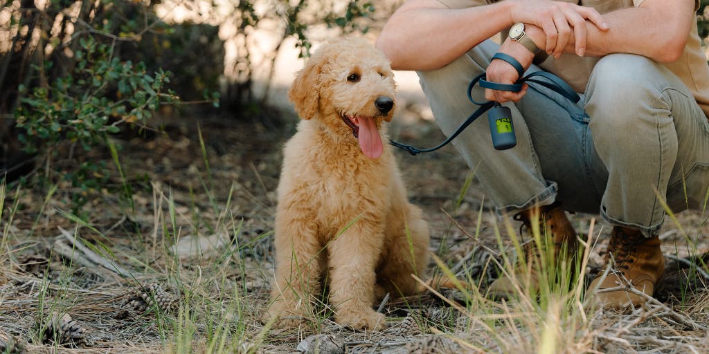 Beige Dog: Your Guide to Cream-Colored Canine Companions - Equestrian Blogging