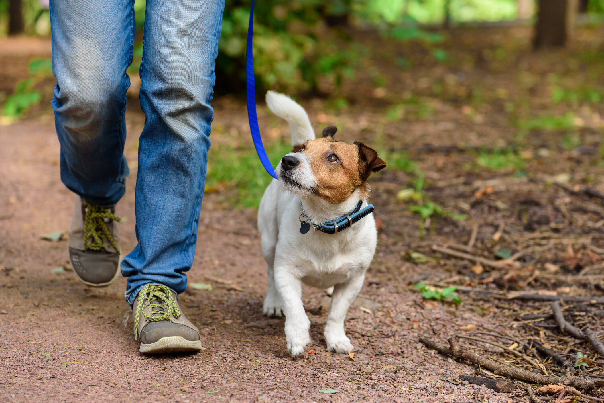 Animal Behavior Training Brooklyn | Certified Dog Trainer NY | Professional Dog Trainers New York City — Brooklyn Pup Dog Training