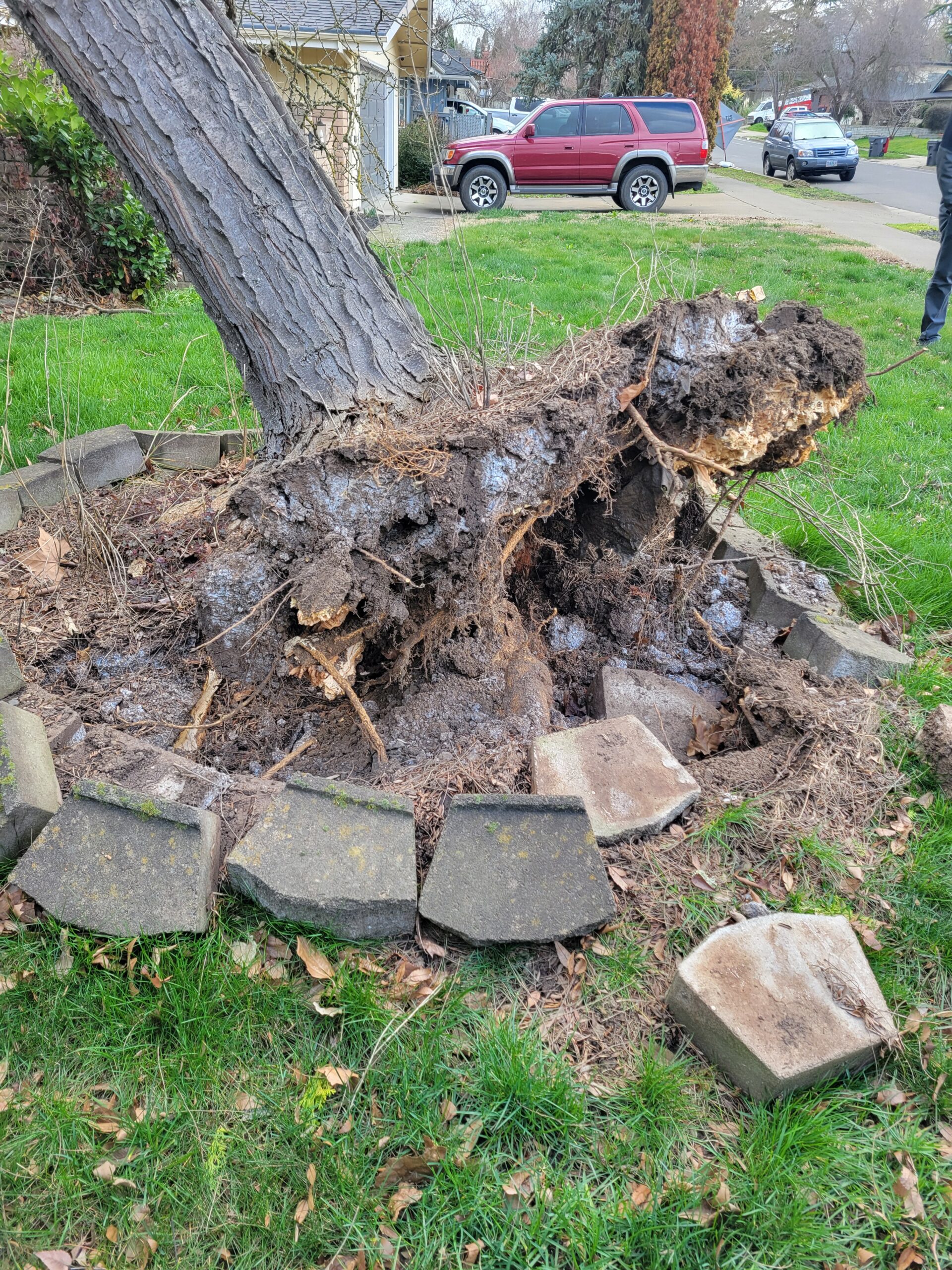 Emergency Tree Service Medford | 24/7 Tree Removal