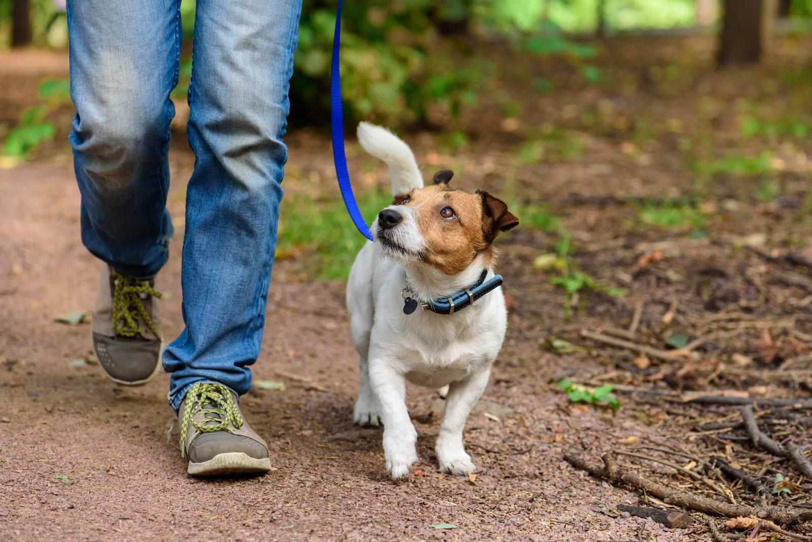 Role Of Professional Trainers In Making Pets Better Behaved At Social Gatherings