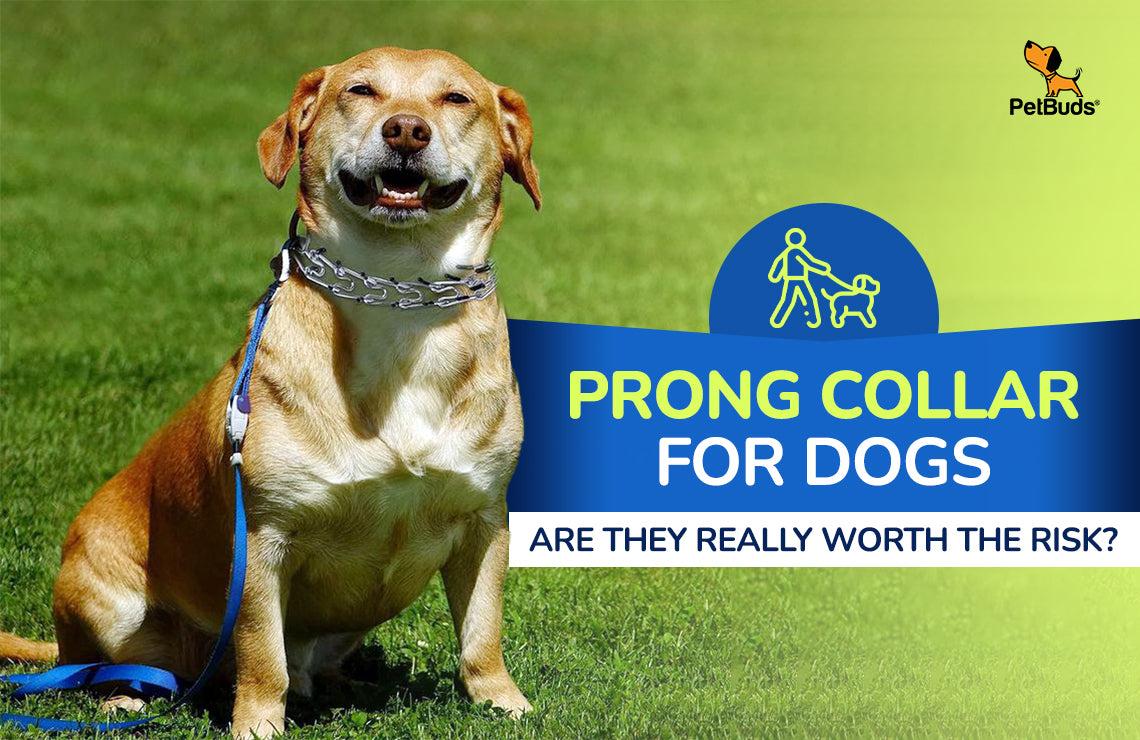 Prong Collar vs. No-Pull Dog Harness: Which one is better?  – PetBuds