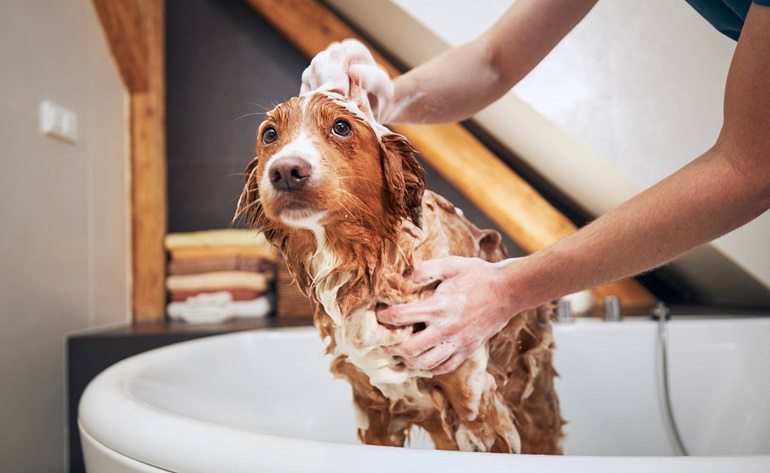 Pampered Pets: The Ultimate Guide to Professional Pet Grooming | Trendhunter