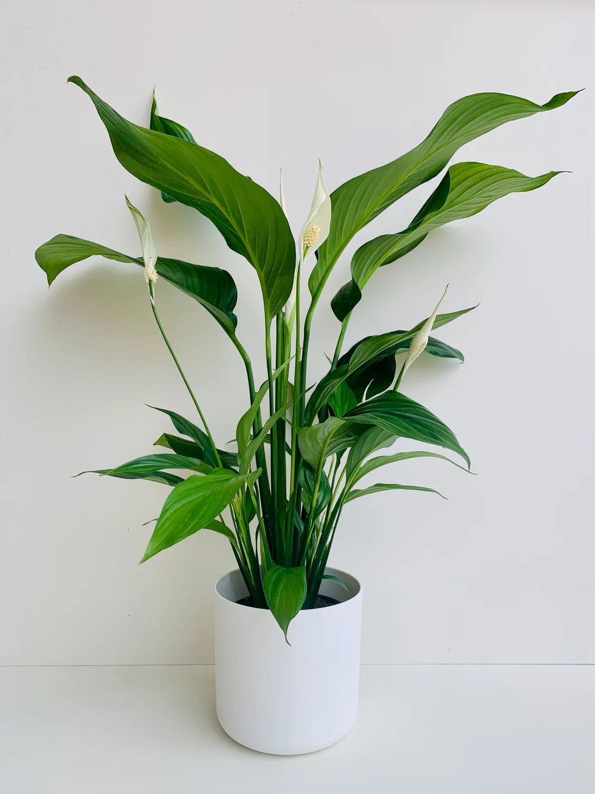 Peace Lily in Auckland: Bring Peace and Beauty to Your Home with Urban Lush | by Urban Lush | Dec, 2024 | Medium