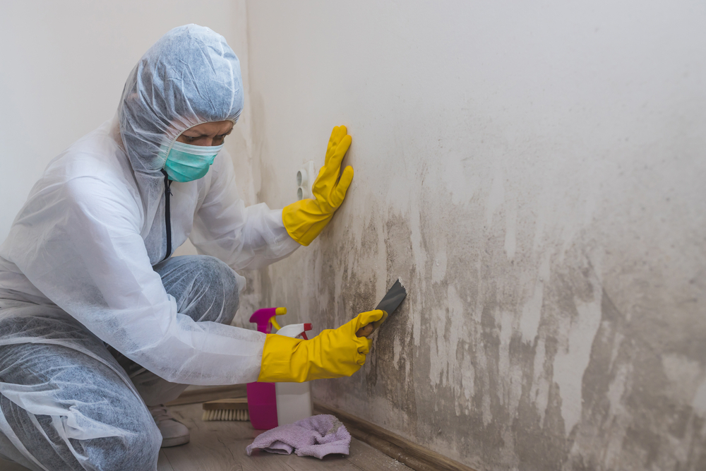 Mold Removal and Cleaning Services in Los Angeles