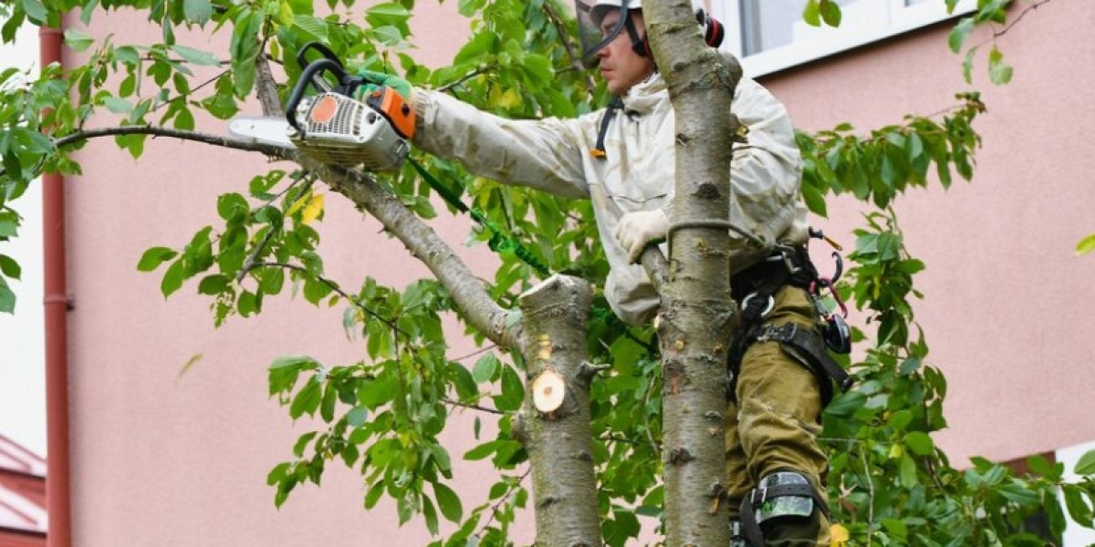 The Risks of Do-it-yourself Tree Trimming: Why You Should See a Professional