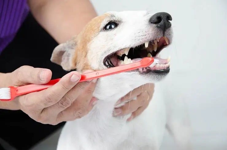 South Calgary Pet Dental Services: Keeping Your Furry Friends Smiling | by Silverado Veterinary Hospital | Oct, 2024 | Medium