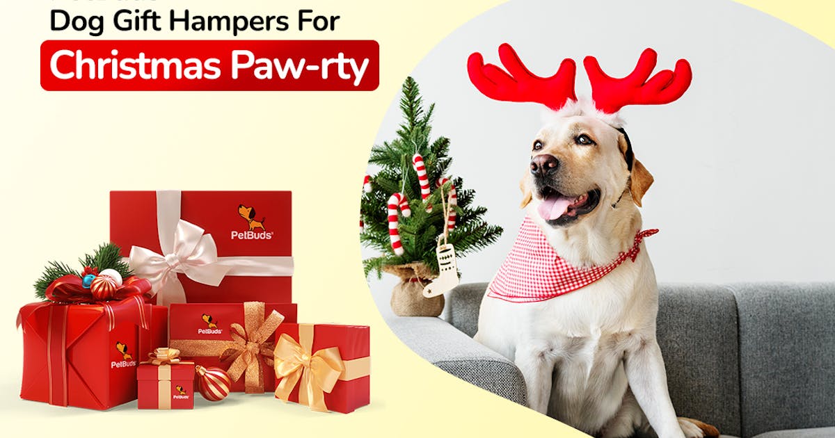 Christmas Gift Ideas for Dogs to Make the Holidays Special