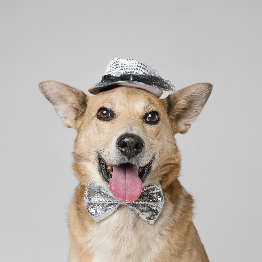 Bow Wow: Why Every Dog Needs a Cute Bow Tie - LovingLocal