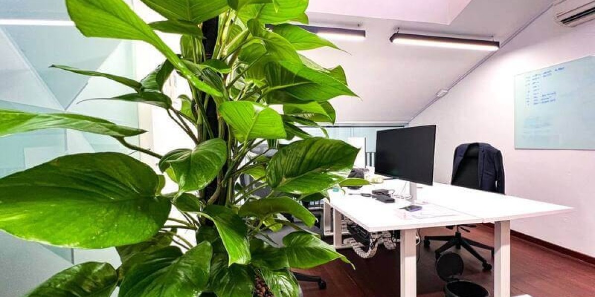 Why Indoor Plants Are a Must-Have for Sustainable Office Designs in Singapore