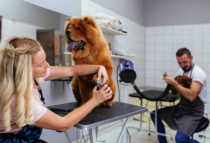 6 Pet Grooming Accessories For Your Salon | Available Online