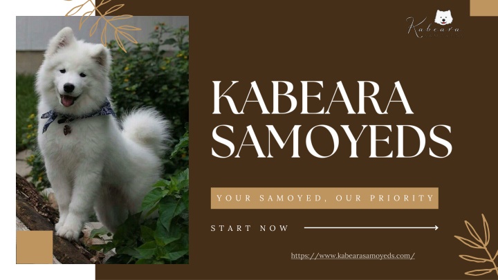 PPT - The Perfect Charming Samoyed Mix Puppies of Beauty and Loyalty PowerPoint Presentation - ID:13906545