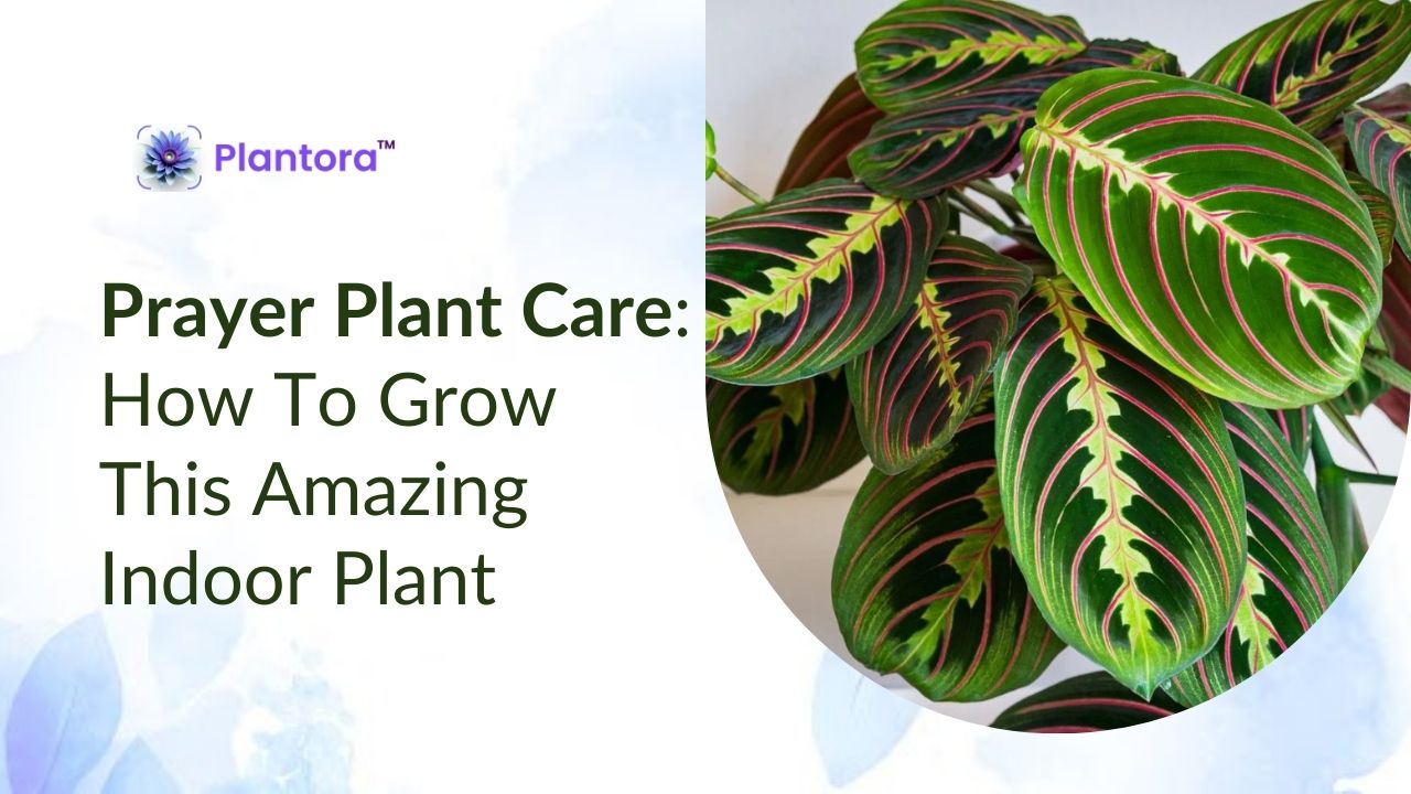 Prayer Plant Care: How To Grow This Amazing Indoor Plant - Plantora