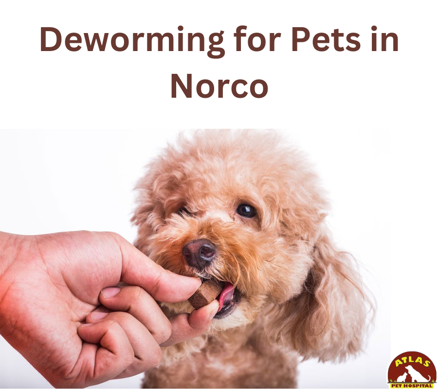 Why Deworming Your Pets Is Essential for Their Health and Yours | by Atlas Pet Hospital | Jan, 2025 | Medium