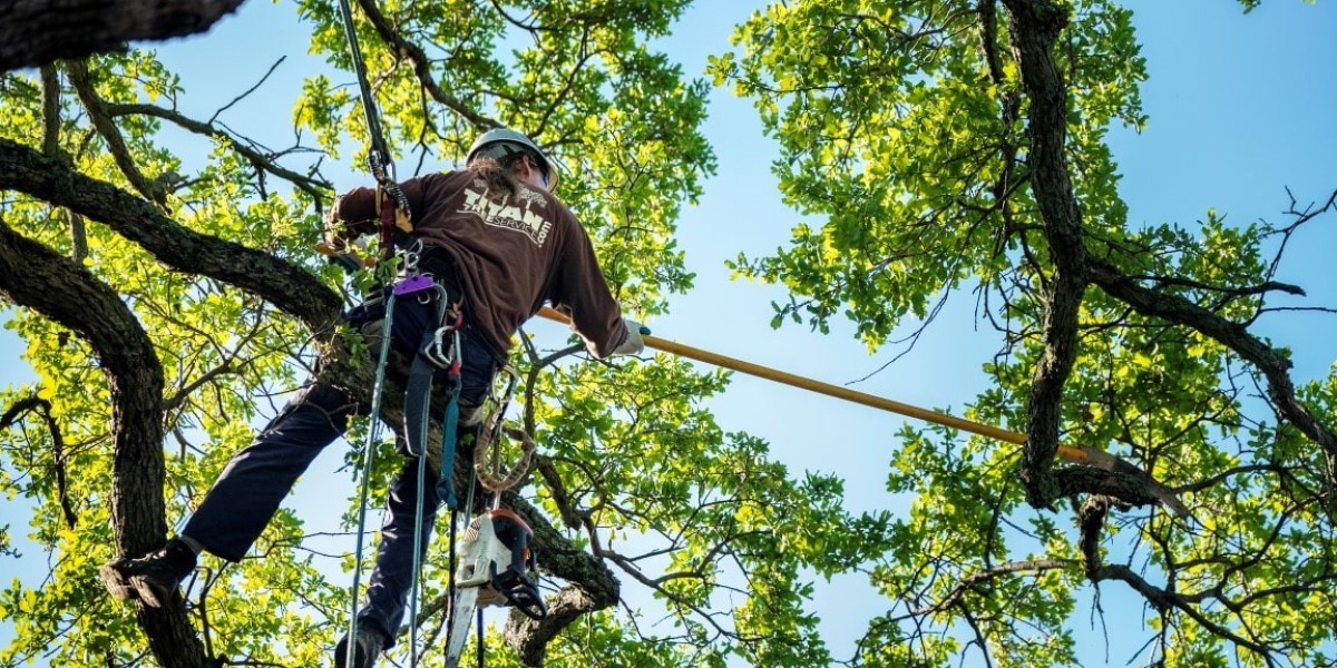 Affordable Tree Service Houston: Keeping Your Property Beautiful