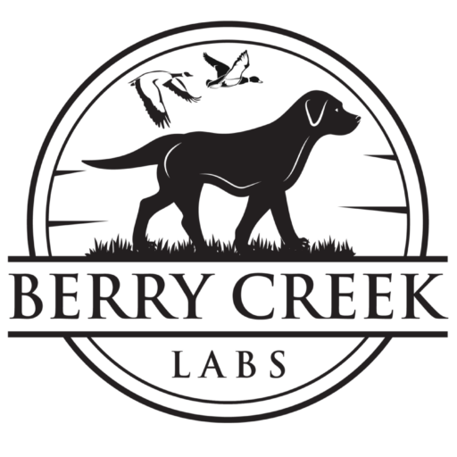 Buy British Labrador Retrievers - Berry Creek Labs - Call Now