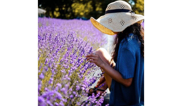 What Is Lavender Oil Good For? 12 Reasons Why You Absolutely Need To Use It