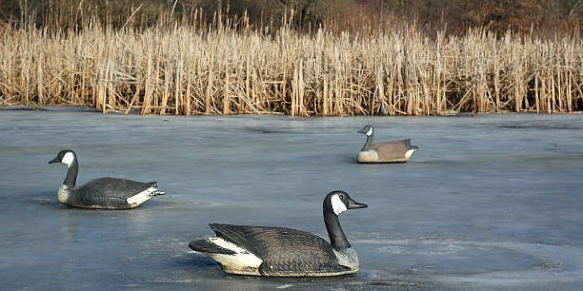 Outdoor Duck Hunting Experiences in Colorado with Bucks and Birds