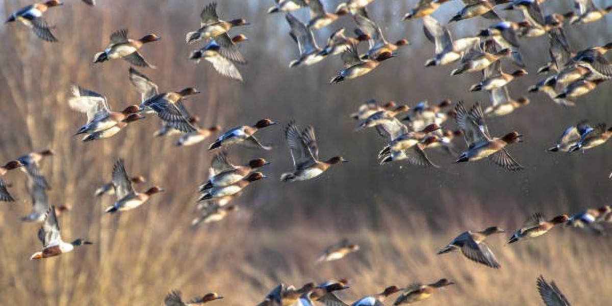 Birds & Bucks Outdoors Offers Goose Hunting in Colorado