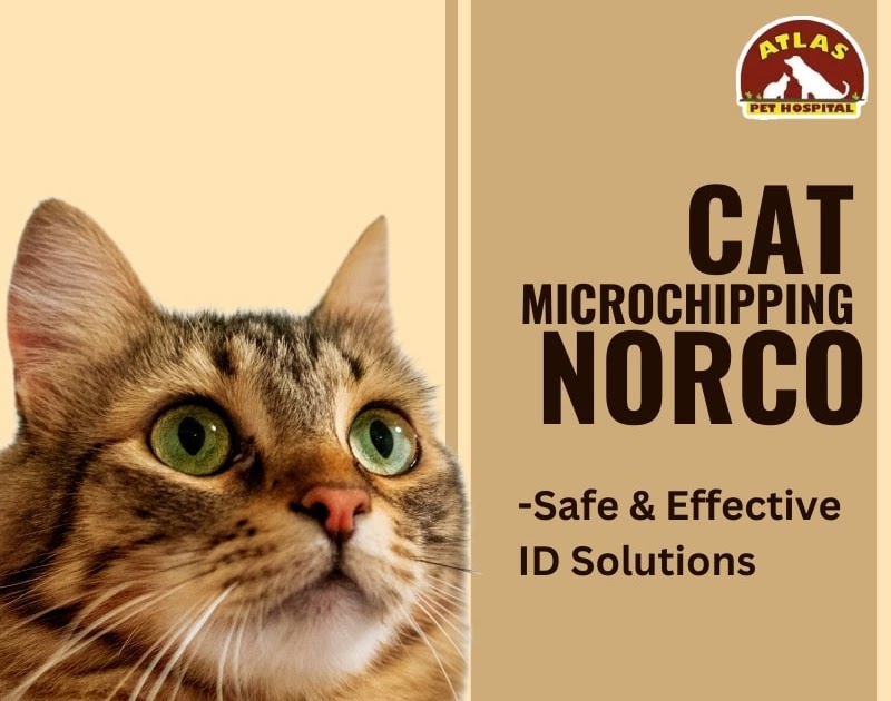 Cat Microchipping in Norco: The Life-Saving Step for Your Feline Buddy