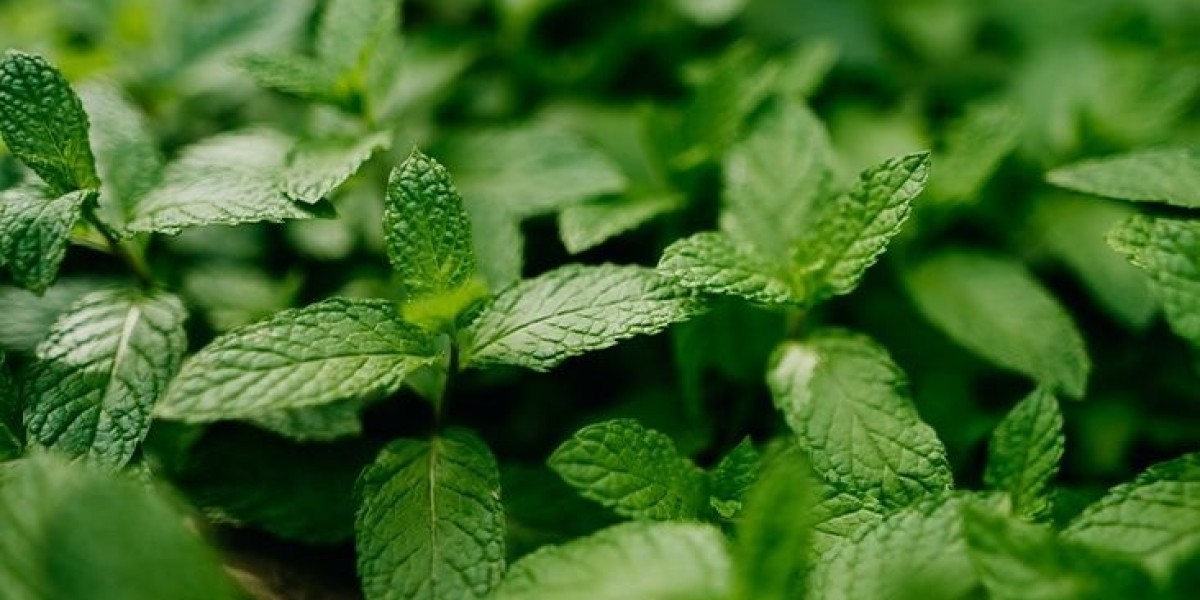 Setup a Spearmint Processing Plant- Cost Analysis and Unit Operations