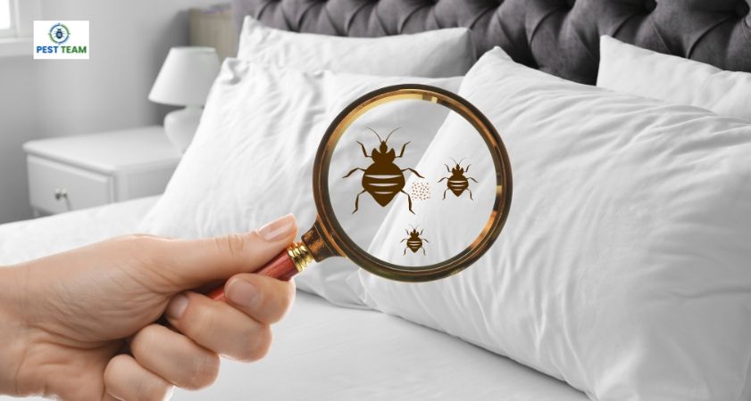 Early signs of Bed Bug Infestation and its removal