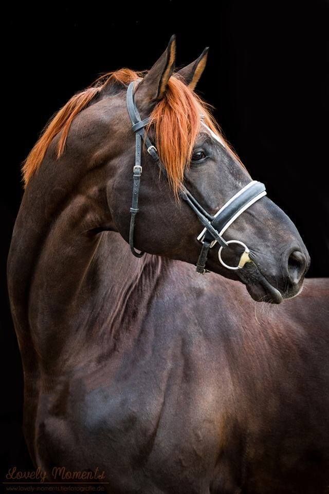 Flaxen Chestnut Horse: Majestic Mane Moments. - Equestrian Blogging