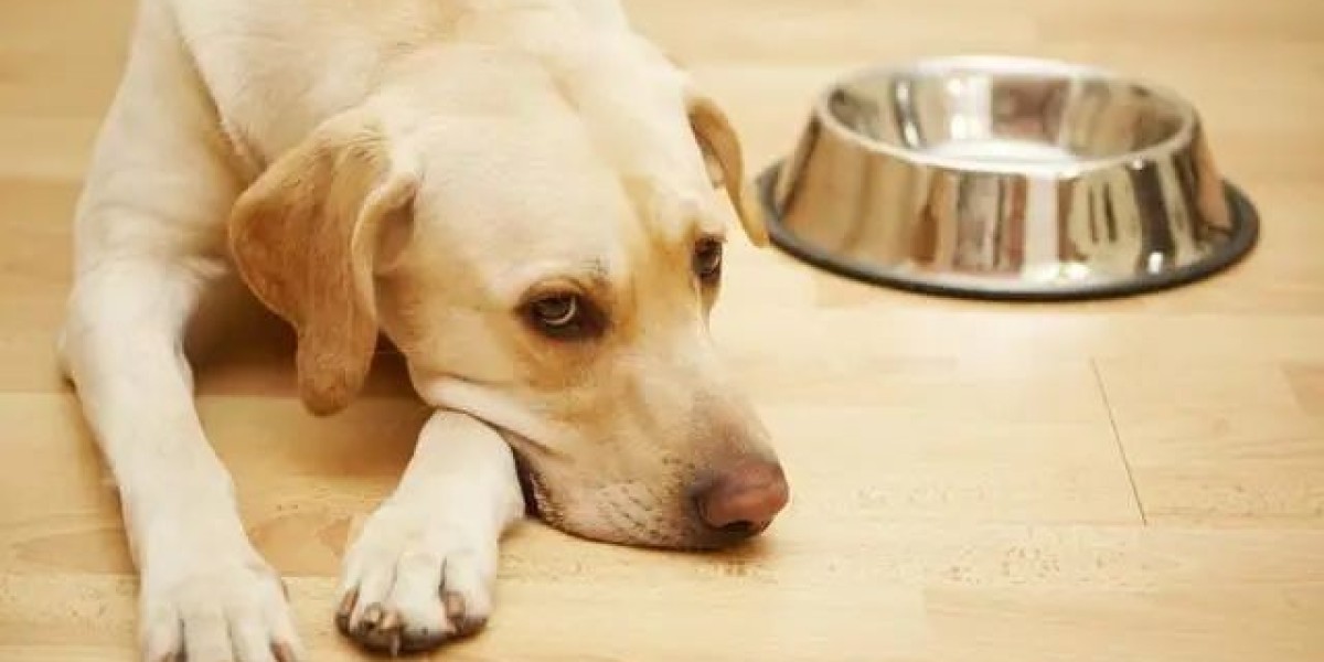 Effective Allergy Medications for Dogs: Finding the Right Treatment