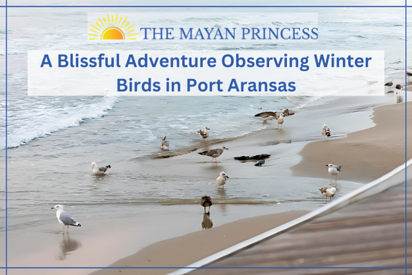 A Blissful Adventure Observing Winter Birds in Port Aransas