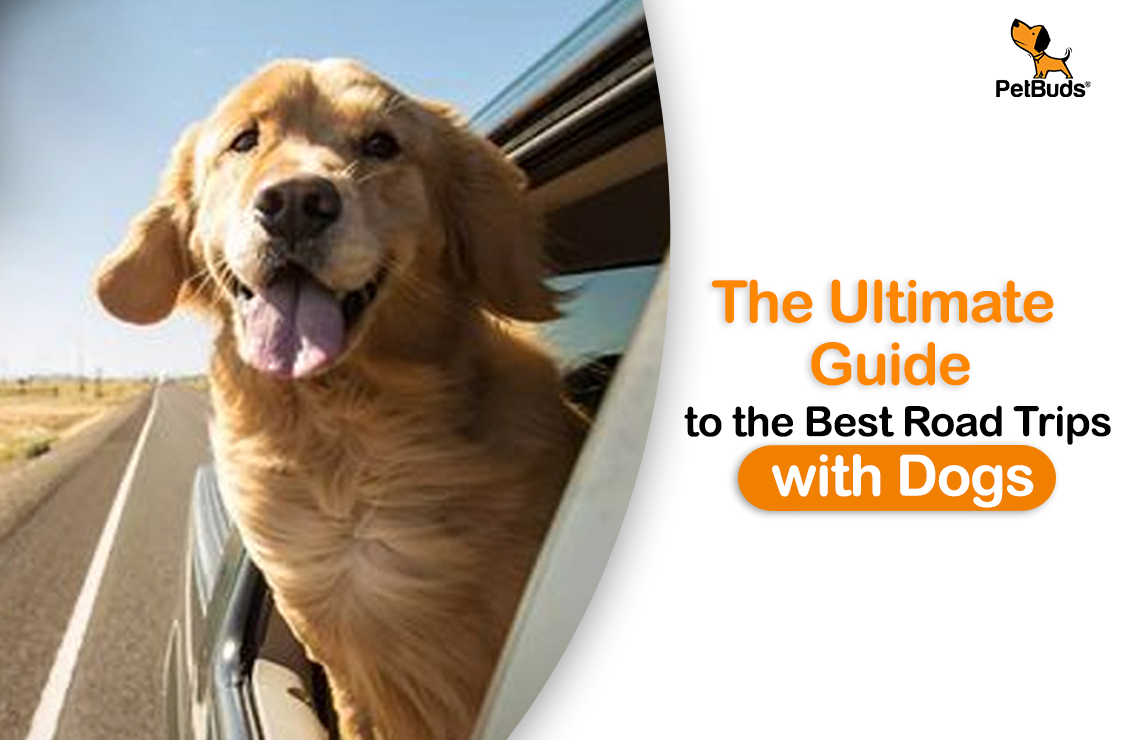 The Ultimate Guide to the Best Road Trips with Dogs  – PetBuds