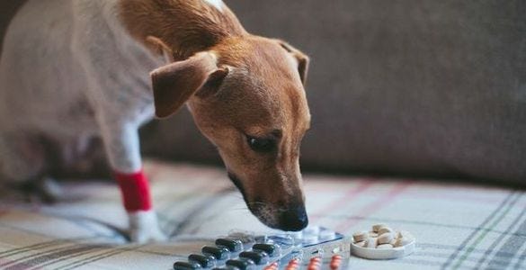 Natural vs. Pharmaceutical Deworming: What’s Best for Your Dog? | by Silverado Veterinary Hospital | Medium