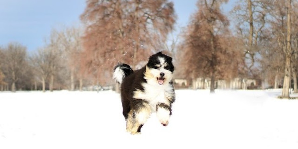 How Utah Breeders Raise Healthy Bernedoodle Puppies