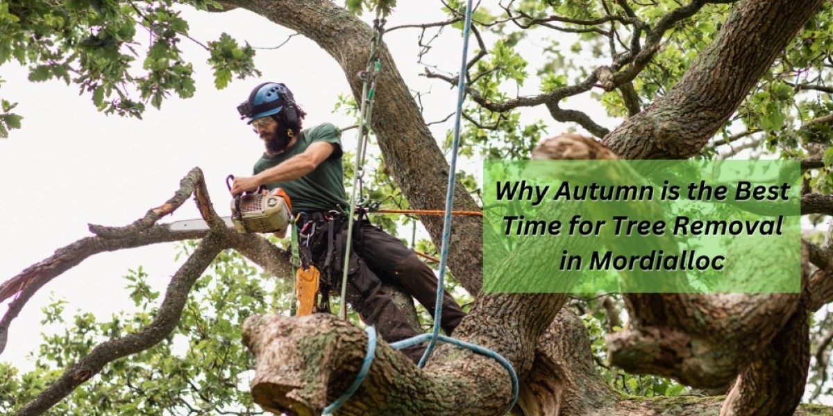 Why Autumn is the Best Time for Tree Removal in Mordialloc