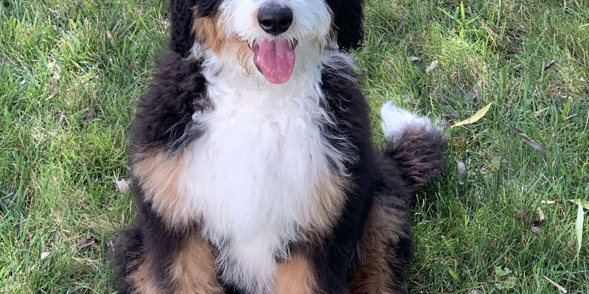 Bernese Mountain Dog Puppy Growth Milestones and What to Expect