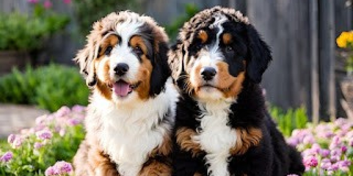 How Guardian Homes Support Ethical Bernedoodle Breeding and What It Means for Future Puppy Owners