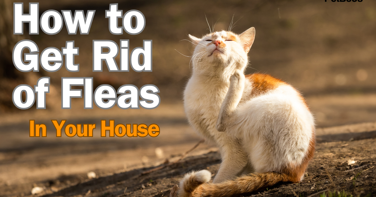 How to Get Rid of Fleas in Your House